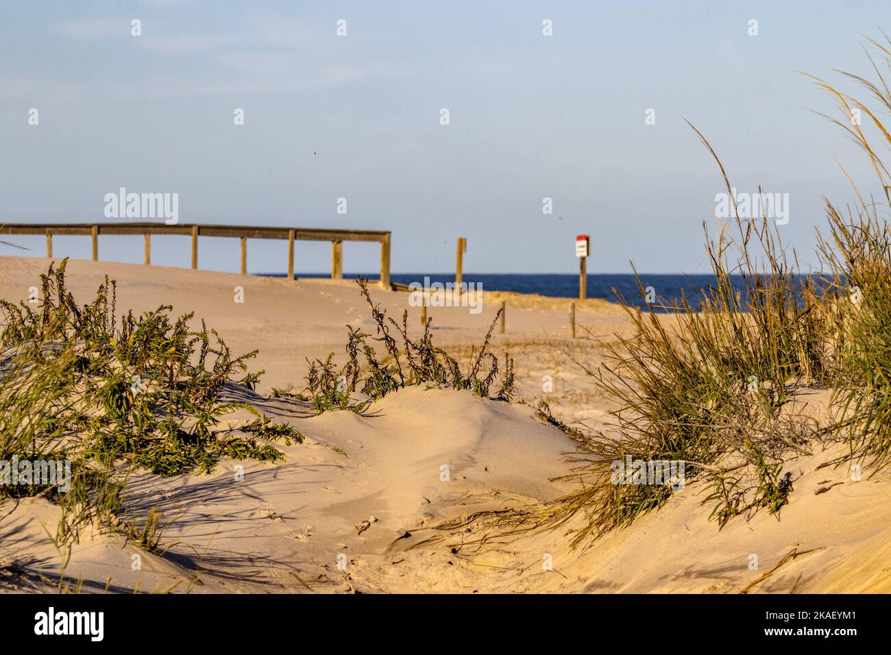 Ein sandiger Hügel mit grünen Pflanzen auf ihnen am Strand Stockfoto