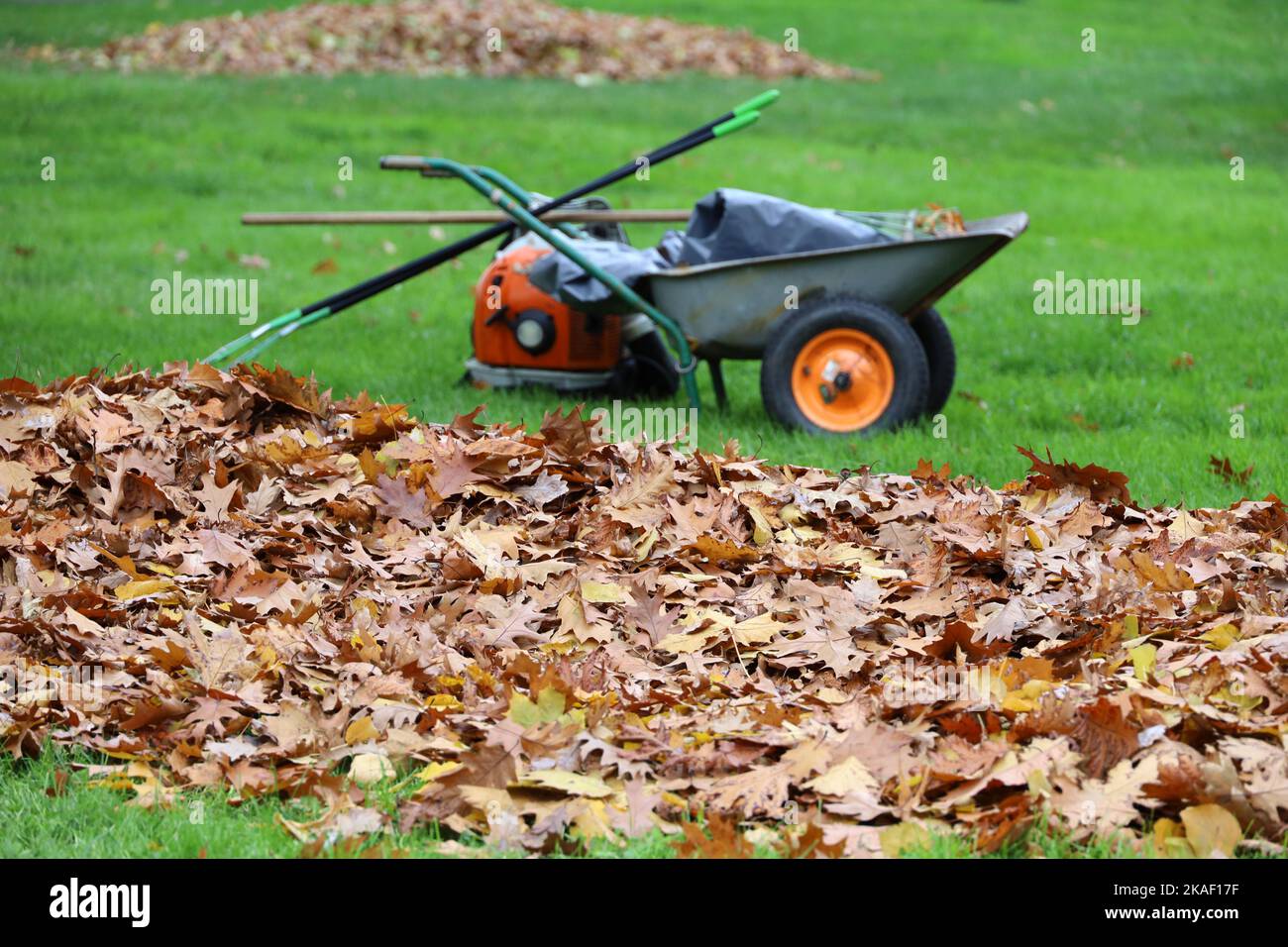 Gefallene Blätter und Schubkarre auf einem grünen Rasen im Herbstpark. Konzept der Straßenreinigung in der Stadt Stockfoto