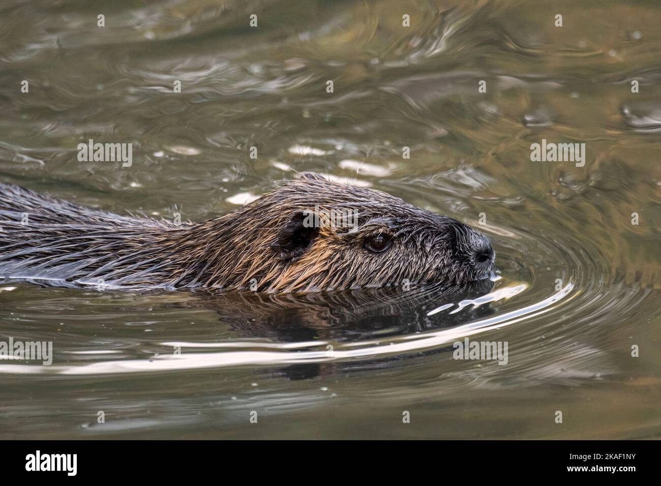 Coypu / Nutria (Myocastor coypus) schwimmend im Teich, invasive Nagetiere in Europa, heimisch in Südamerika Stockfoto