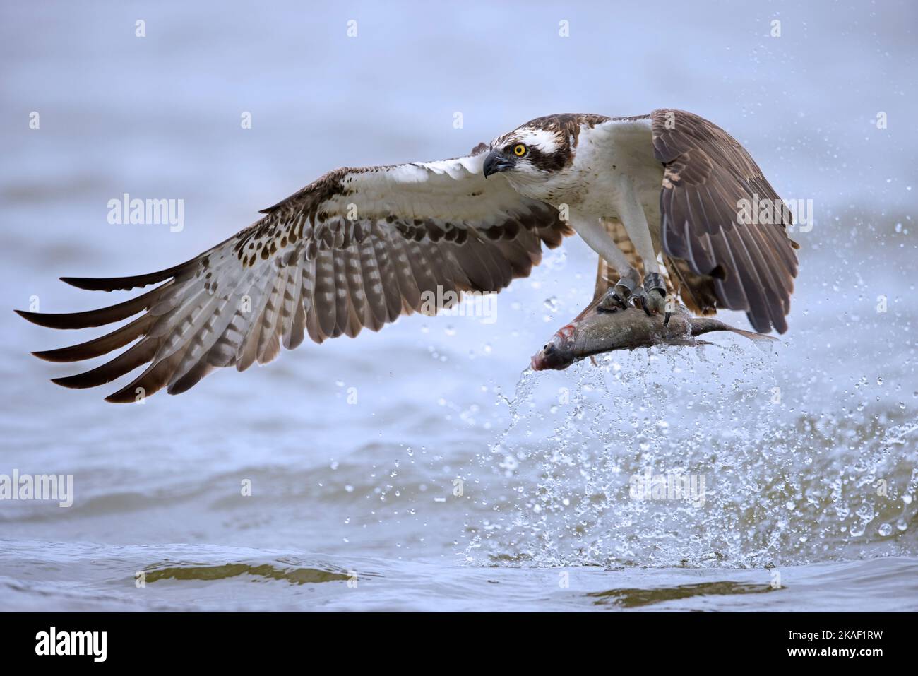 Westlicher Fischadler (Pandion haliaetus) fliegt über den See mit gefangenem Fisch in seinen Krallen/Klauen Stockfoto