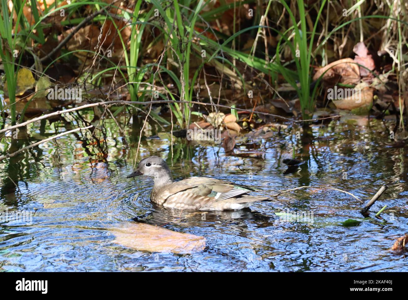 Eine Mandarinente, die in einem von grünen Pflanzen umgebenen See schwimmt Stockfoto