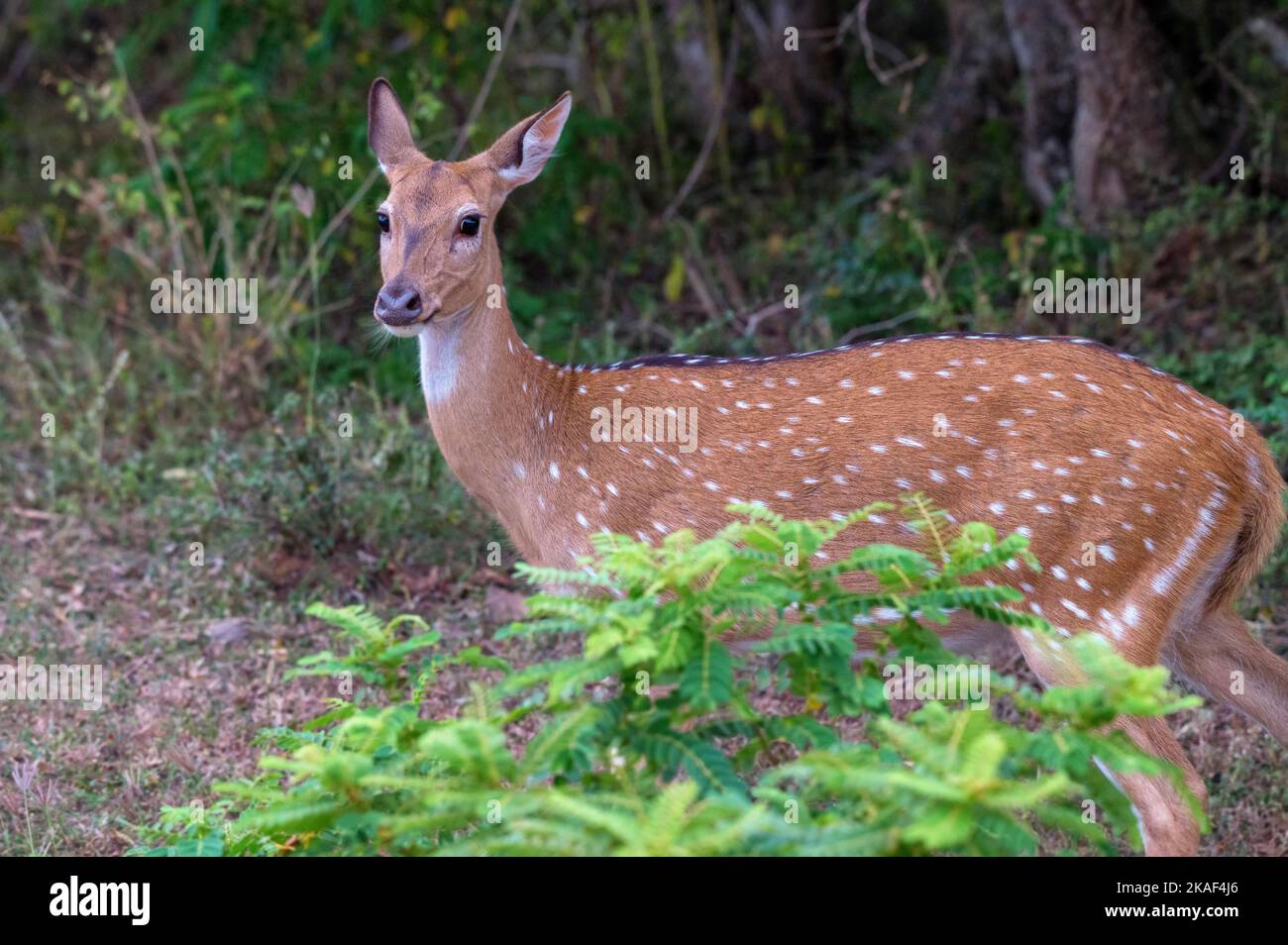 Ein geflecktes Reh oder Achse in freier Wildbahn Stockfoto