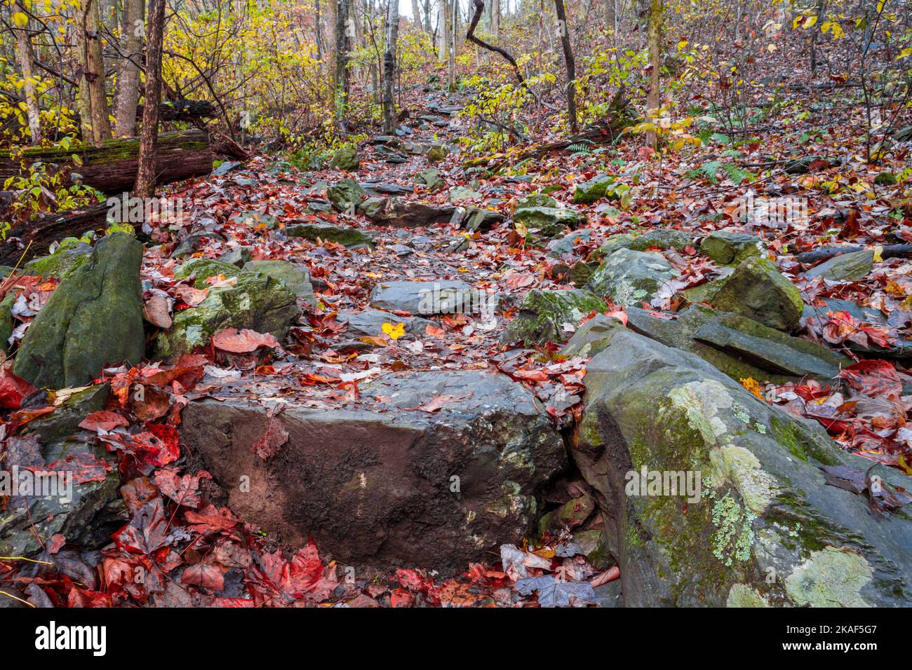 Herbstfarben und Wasserfälle im Shenandoah National Park Stockfoto