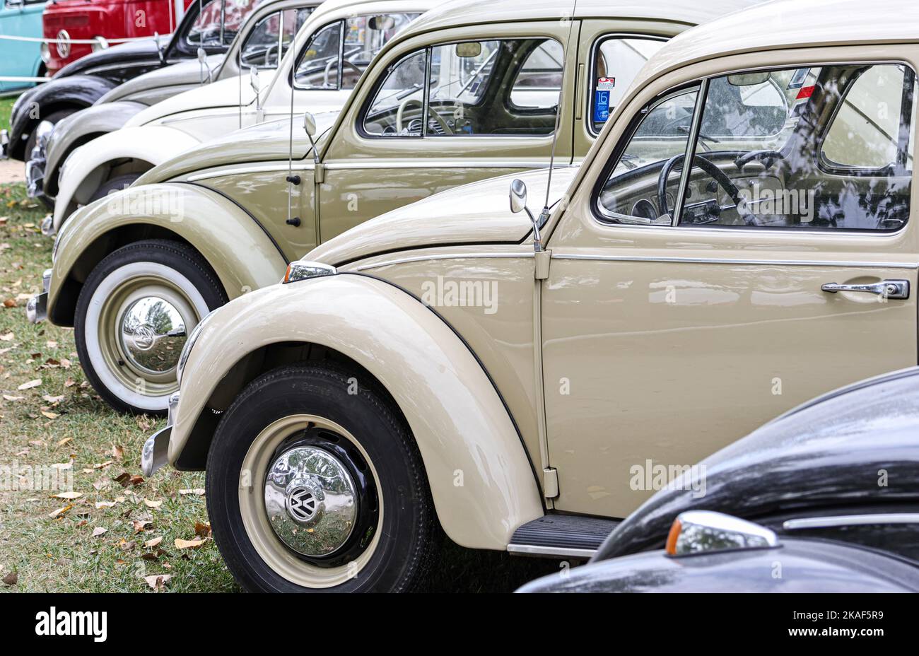 Eine Reihe verschiedener VW-Käfer (Kafer)-Fahrzeuge während einer Ausstellung in einem Park Stockfoto