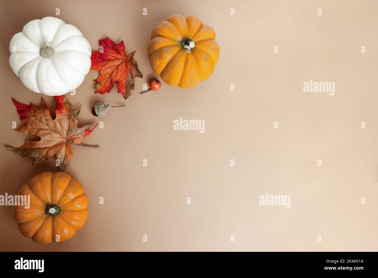 Mehrere Miniatur-Kürbisse und Blätter auf einer neutral orangefarbenen Oberfläche für die Ernte Halloween Oktober November Home Decor Stockfoto