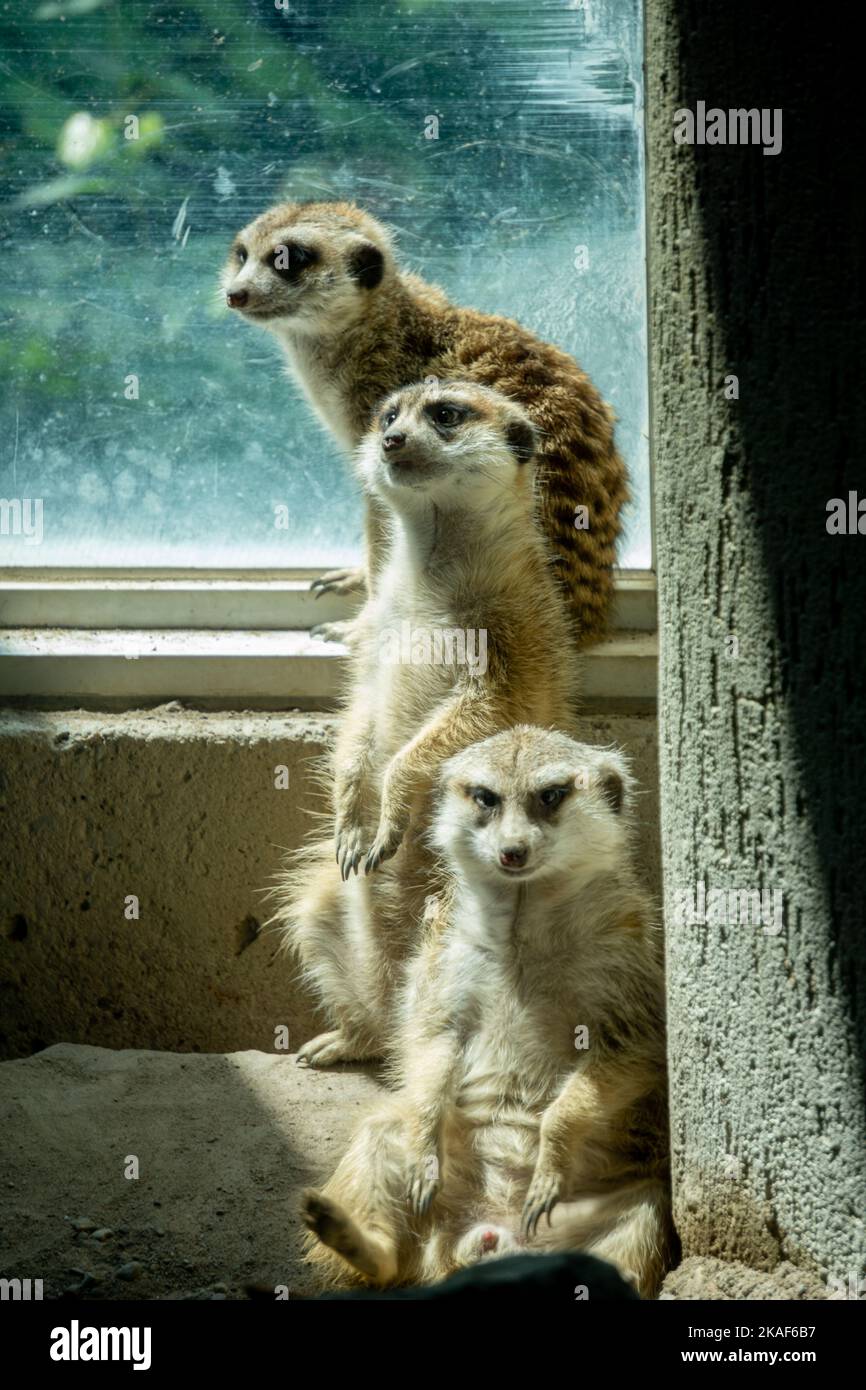 Eine vertikale Aufnahme von drei Erdmännchen, die vor einem Fenster sitzen Stockfoto