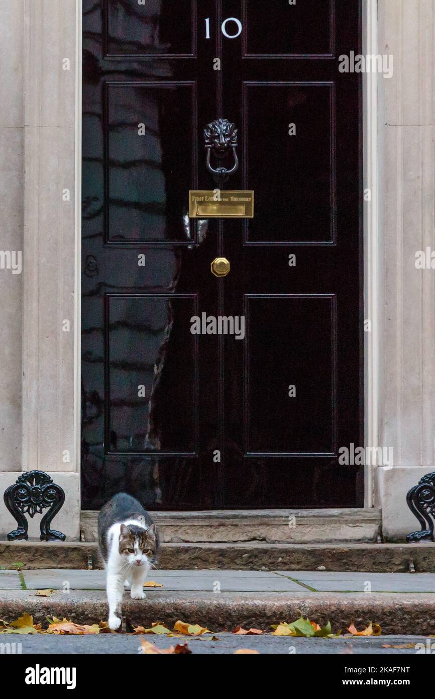 Downing Street, London, Großbritannien. Larry, braun-weiß gestromte Katze und Chief Mouser des Kabinettsbüros, vor der Nummer 10 Downing St. Foto: Amanda Rose Stockfoto