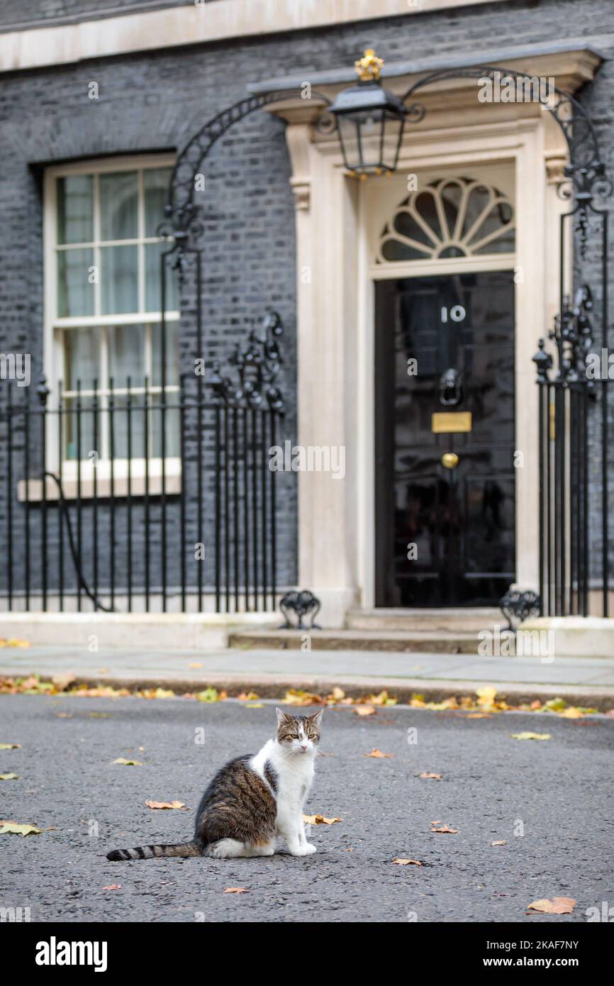 Downing Street, London, Großbritannien. Larry, braun-weiß gestromte Katze und Chief Mouser des Kabinettsbüros, vor der Nummer 10 Downing St. Foto: Amanda Rose Stockfoto