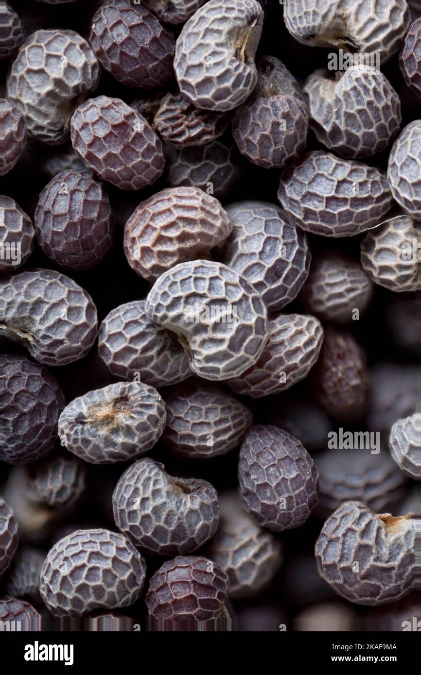 Mohn Samen zeigen komplizierte äußere Schale Ornamentik, hohe Makro-Bild Stockfoto