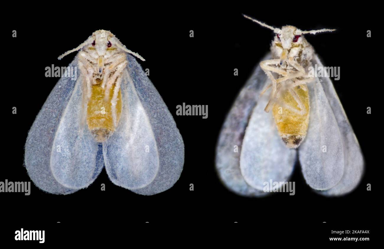 Weiße Fliege, Trialeurodes vaporariorum, ventrale Ansicht mit Pilzwachstum bedeckt Stockfoto