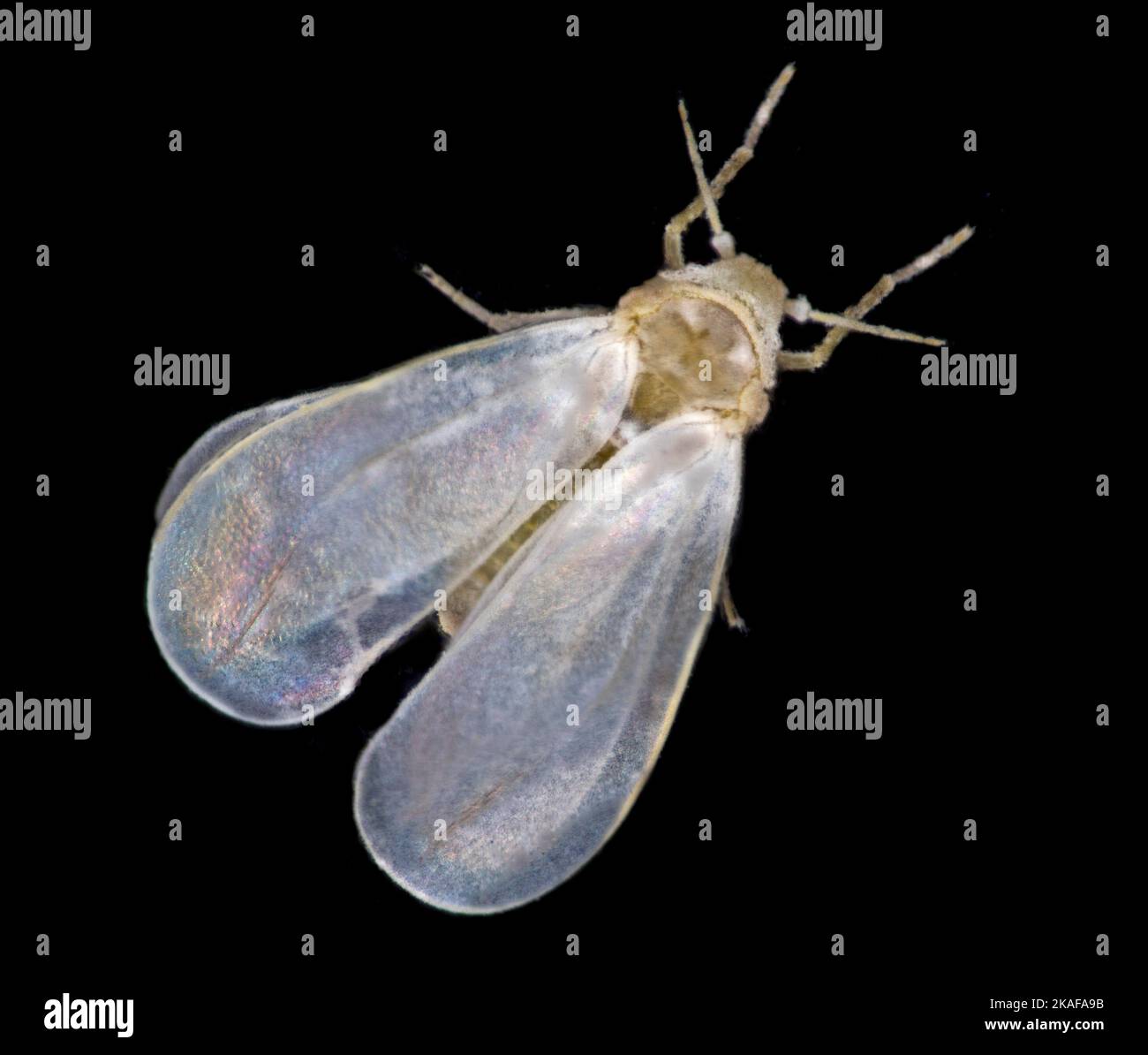 Whitefly, Trialeurodes vaporariorum, dorsale Ansicht, bedeckt mit Pilzwachstum Stockfoto