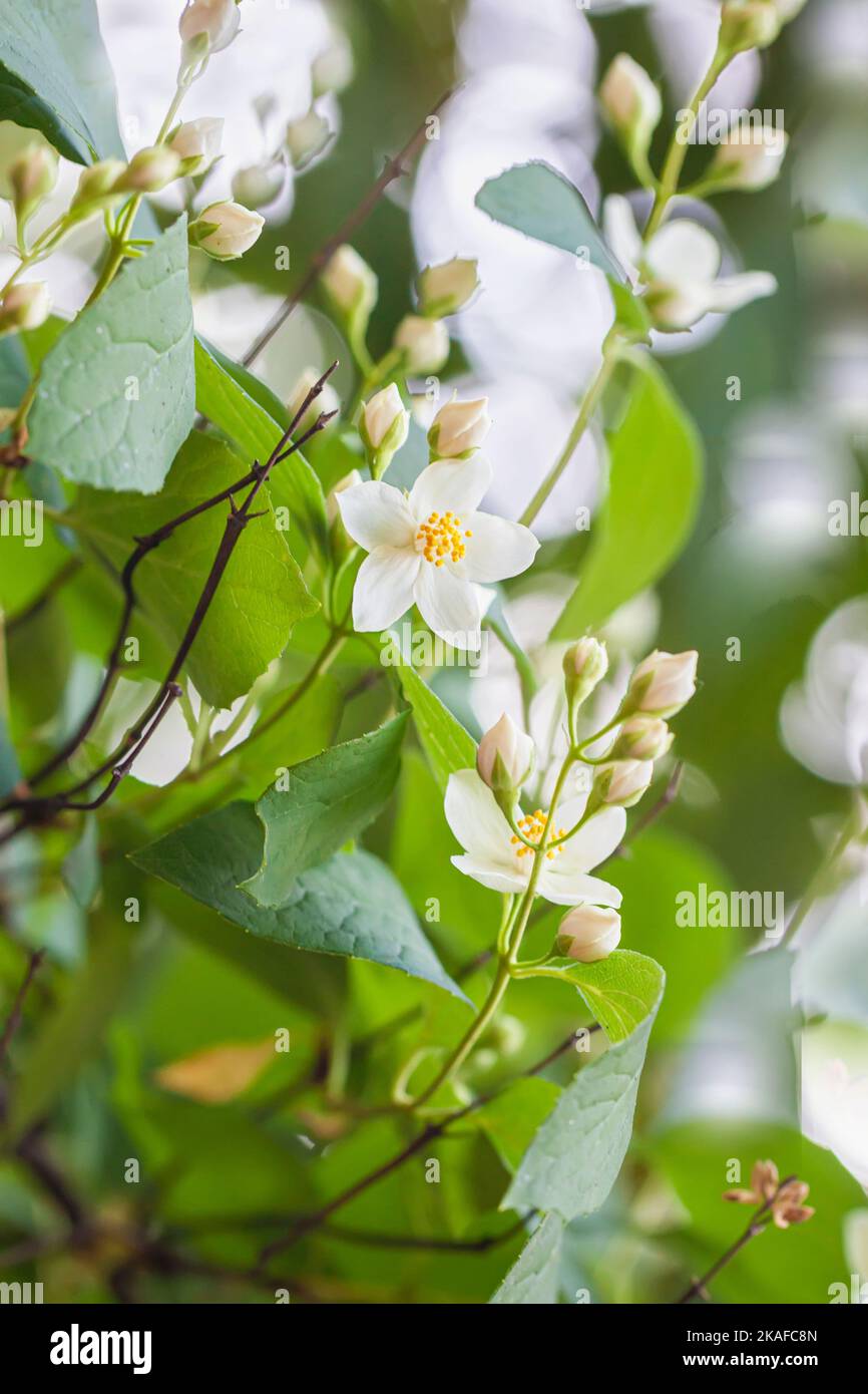 Weiße Philadelphus oder Mock Orange Blüten auf Strauch mit grünen Blättern Stockfoto