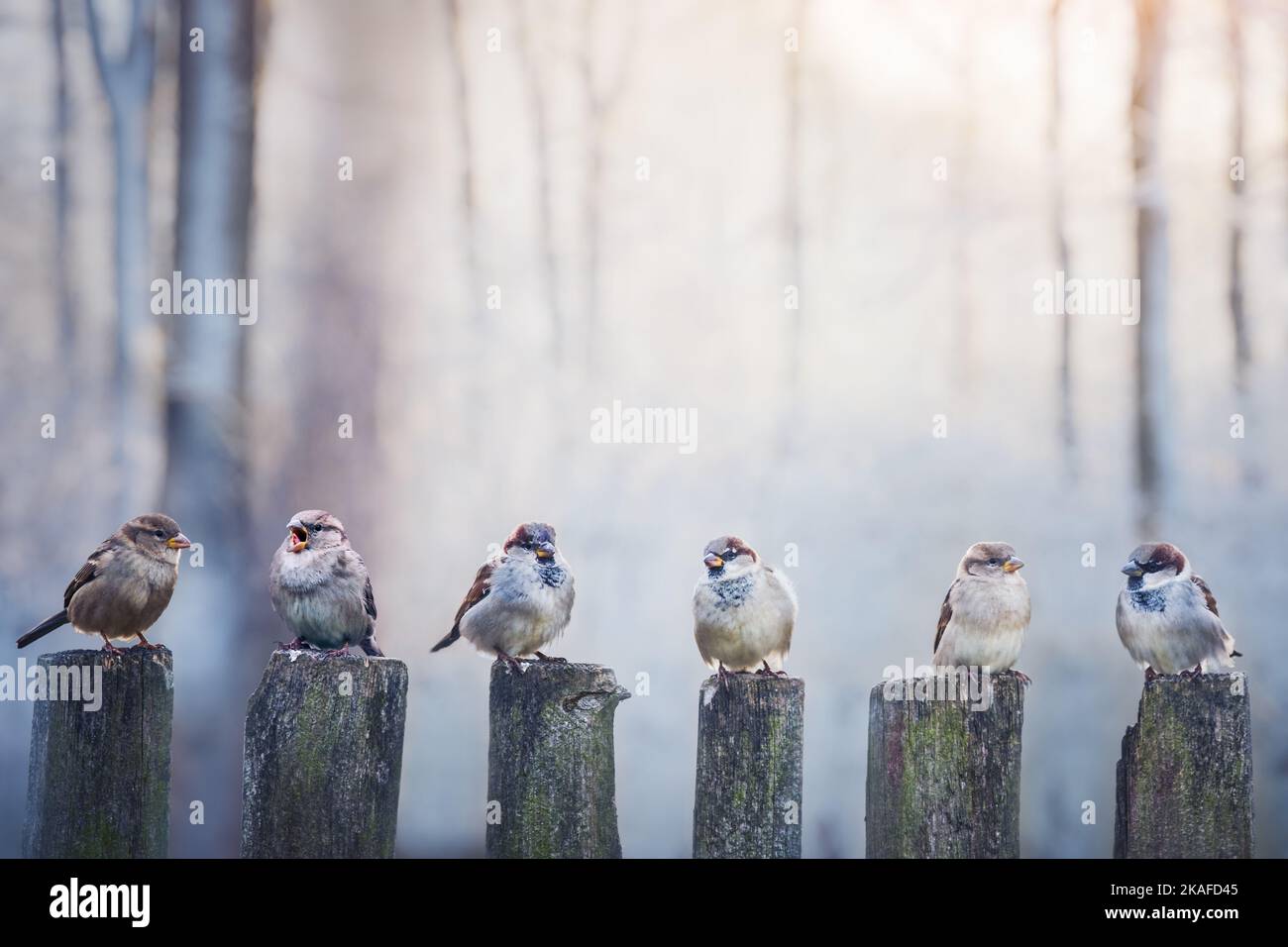 Spatzen in einer Reihe auf Holzzaun. Vogelfotografie Stockfoto
