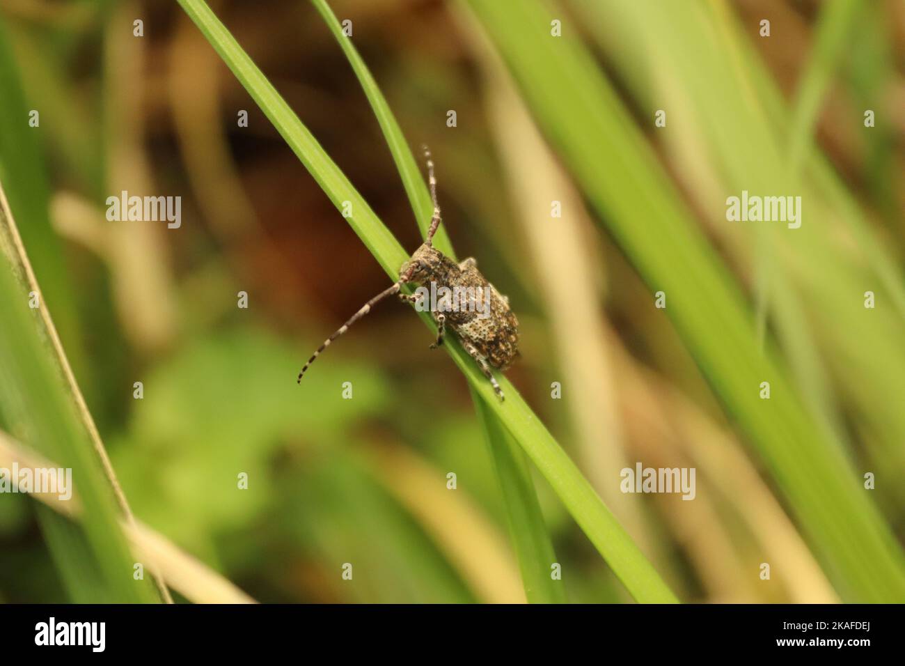 Eine selektive Fokusaufnahme eines Timberman-Käfers auf dem Gras Stockfoto