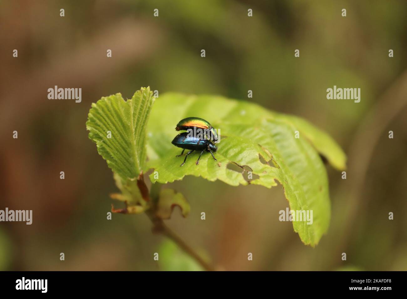 Eine Nahaufnahme von Blattkäfern auf einem Pflanzenblatt Stockfoto