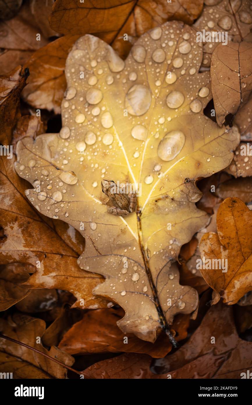 Kleiner Frosch, der in einem orangefarbenen Herbstblatt mit Wassertropfen sitzt Stockfoto