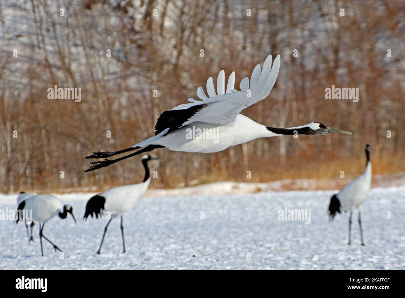 Ein flacher Fokus von rot-gekrönten Kraniche, die über Schneeland fliegen, mit drei Kranichvögeln, die im unscharfen Hintergrund stehen Stockfoto