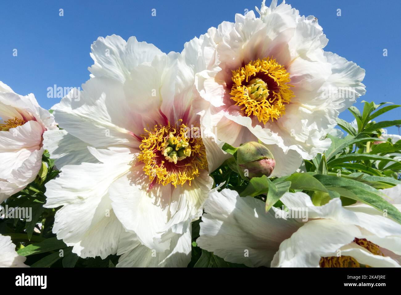 Schön, Paeonia Helene Martin, blühend, attraktiv, Blumenköpfe, Pfingstrose, Blumen, Lutea Hybrid, Blume Stockfoto