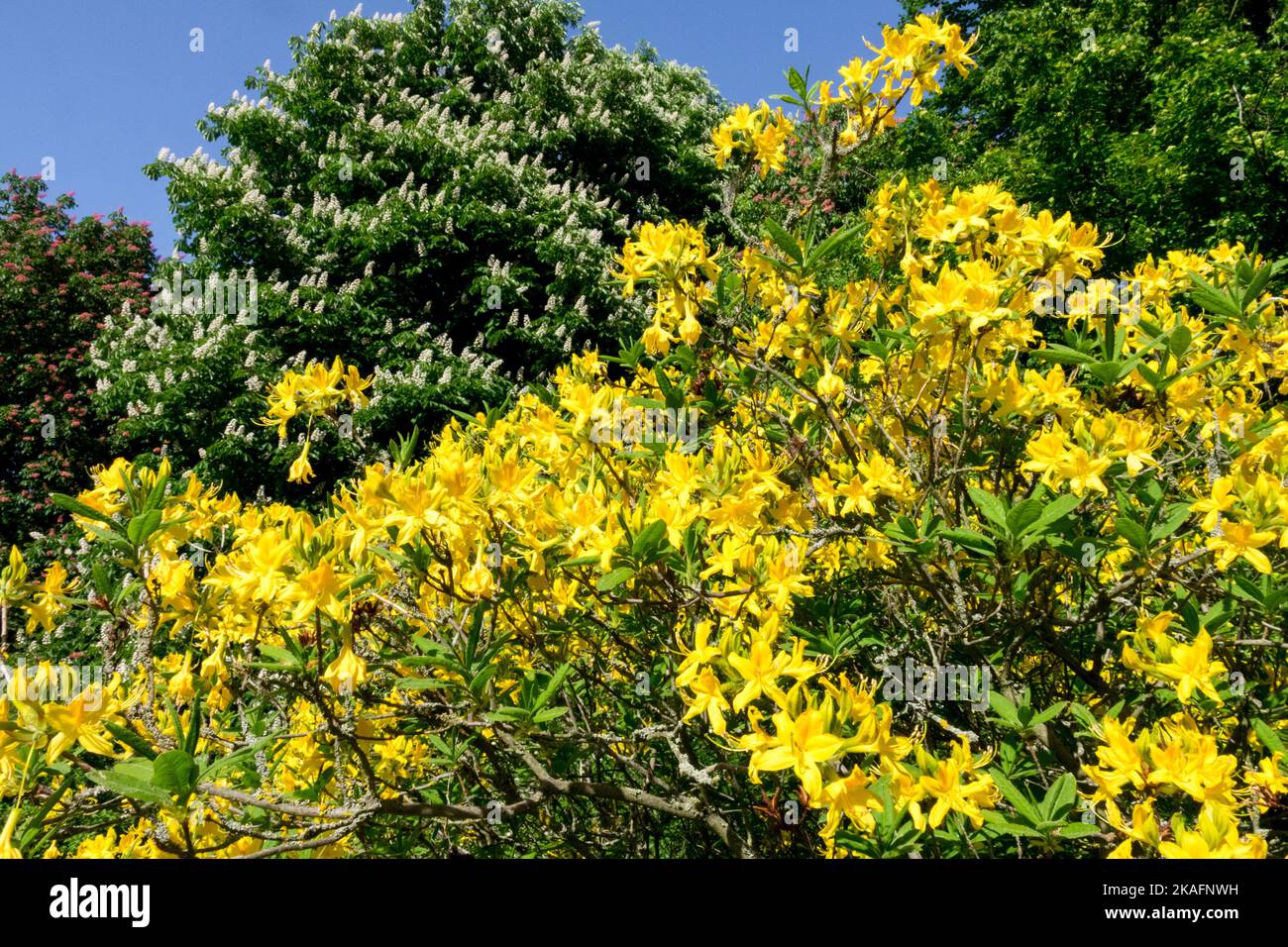 Gelber Rhododendron blüht, Frühling, Wetter sonniger Tag blühender Sträucher Stockfoto