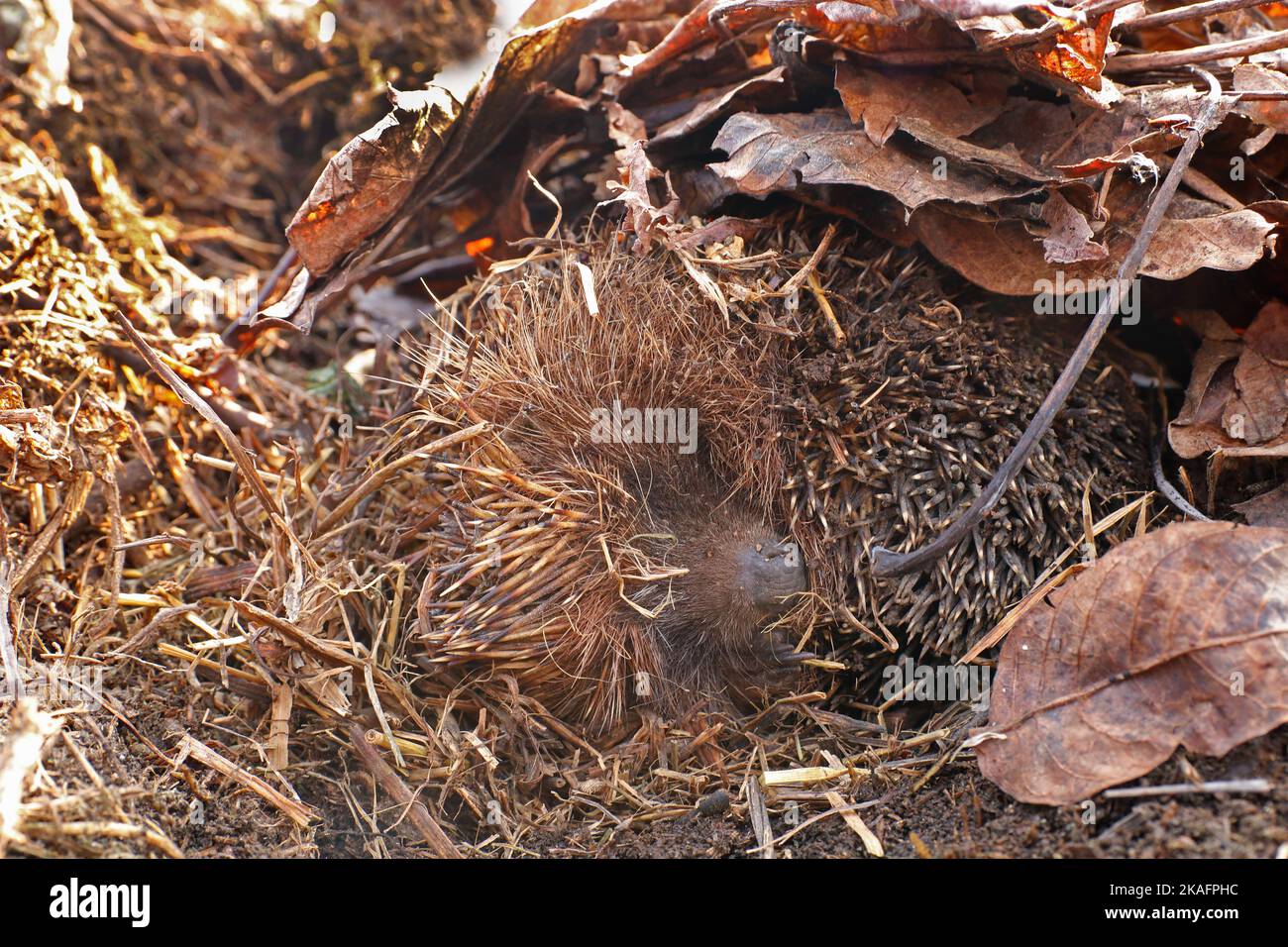 Igel im Winterschlaf. Der Igel schläft in seinem "Haus" aus trockenen Blättern. Stockfoto
