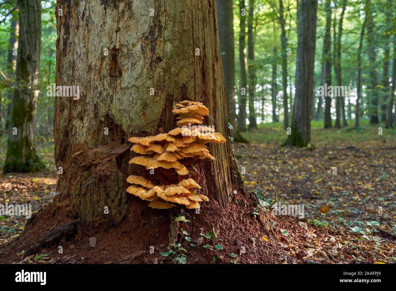 Schwefelpolypore am Baumstamm (Laetiporus sulfureus) Stockfoto