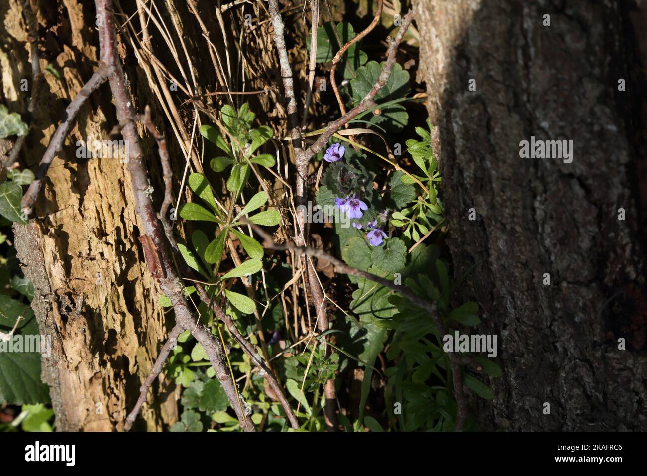 Nahaufnahme von Wildblumen im Baumstamm am Flussweg surrey england Stockfoto