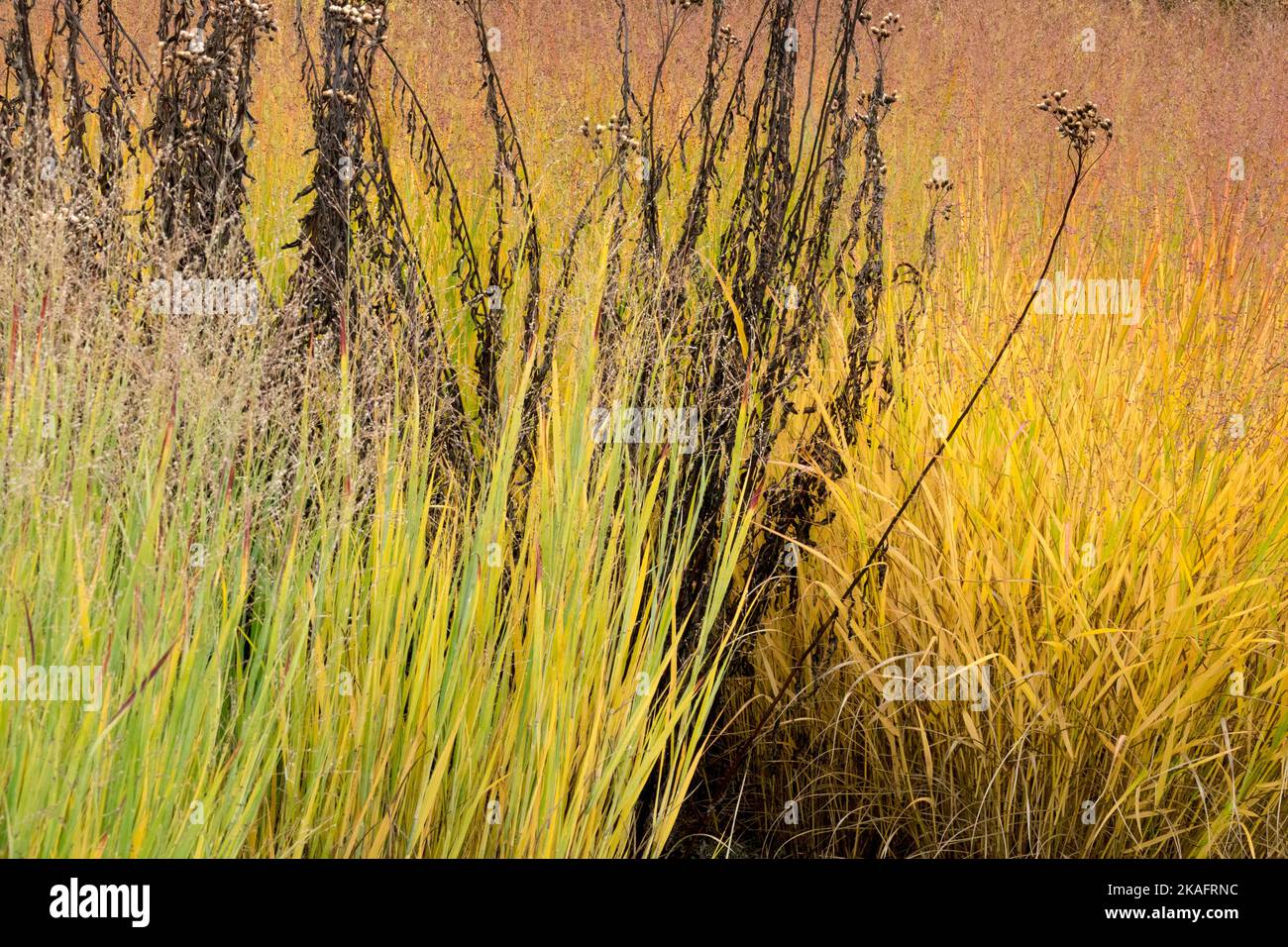 Panikgräser und getrocknete Pflanze switchgrass, Panicum virgatum, Switch Grass Herbstfarbe, Jahreszeit Stockfoto