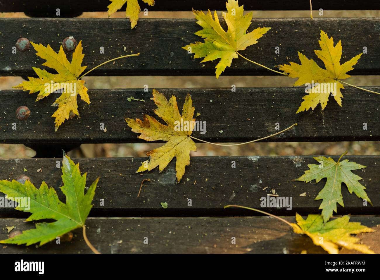 Gefallene Blätter auf der Parkbank, bunte Herbstblätter konsept mit Draufsicht Stockfoto