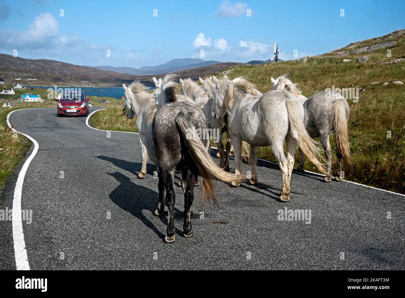 Eriskay Ponys unterwegs auf der Insel Eriskay, Äußere Hebriden, Schottland, Großbritannien. Stockfoto