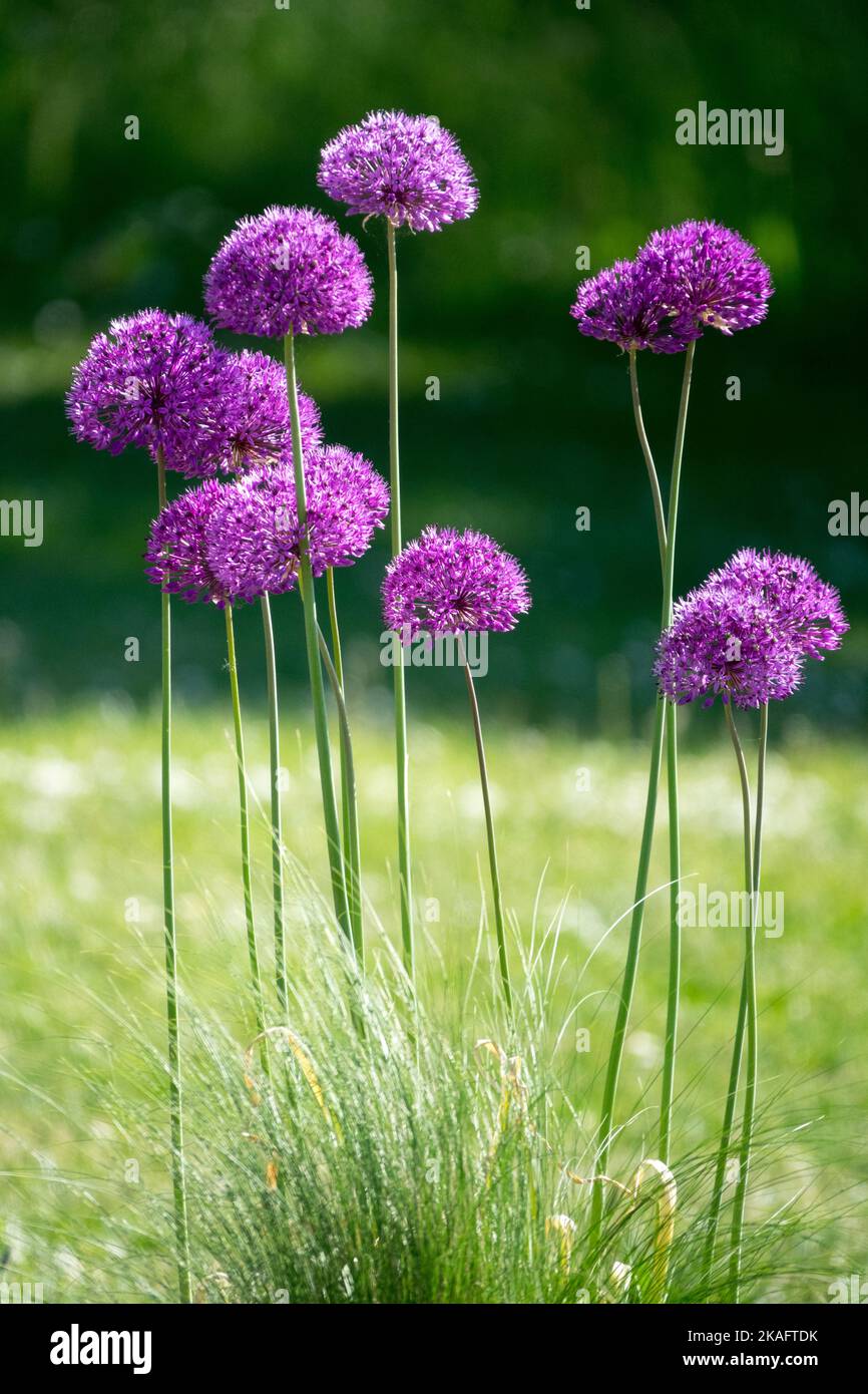 Lila Blütenköpfe auf langen Stielen Allium-Blütenkugeln Stockfoto