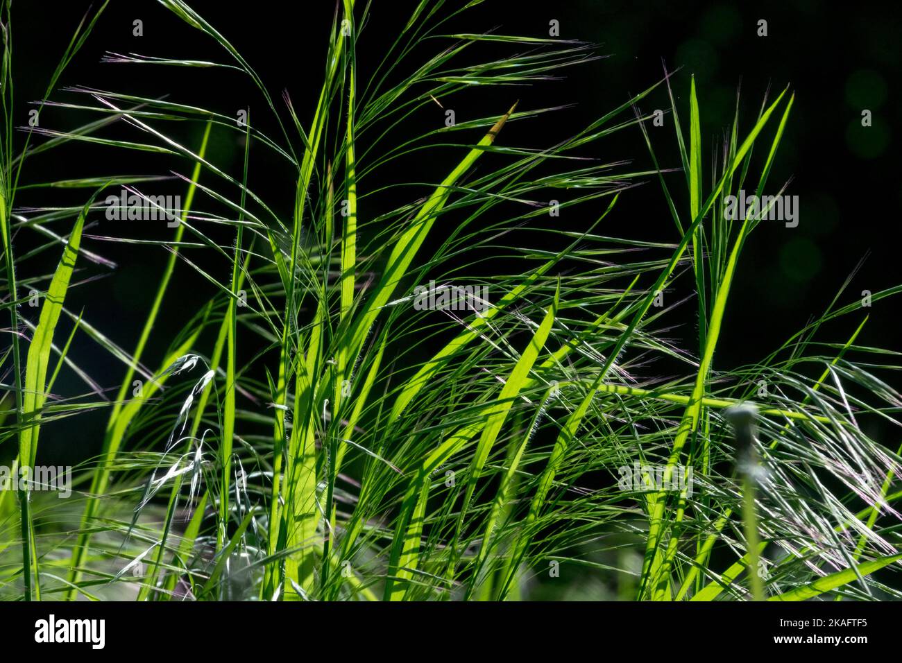 Gras, sonnenbeleuchteter schwarzer Hintergrund Stockfoto