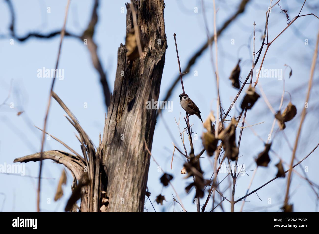 Männlicher Haussperling, Passant domesticus, thront an einem Herbsttag in Iowa auf einem Ast im Wald. Stockfoto