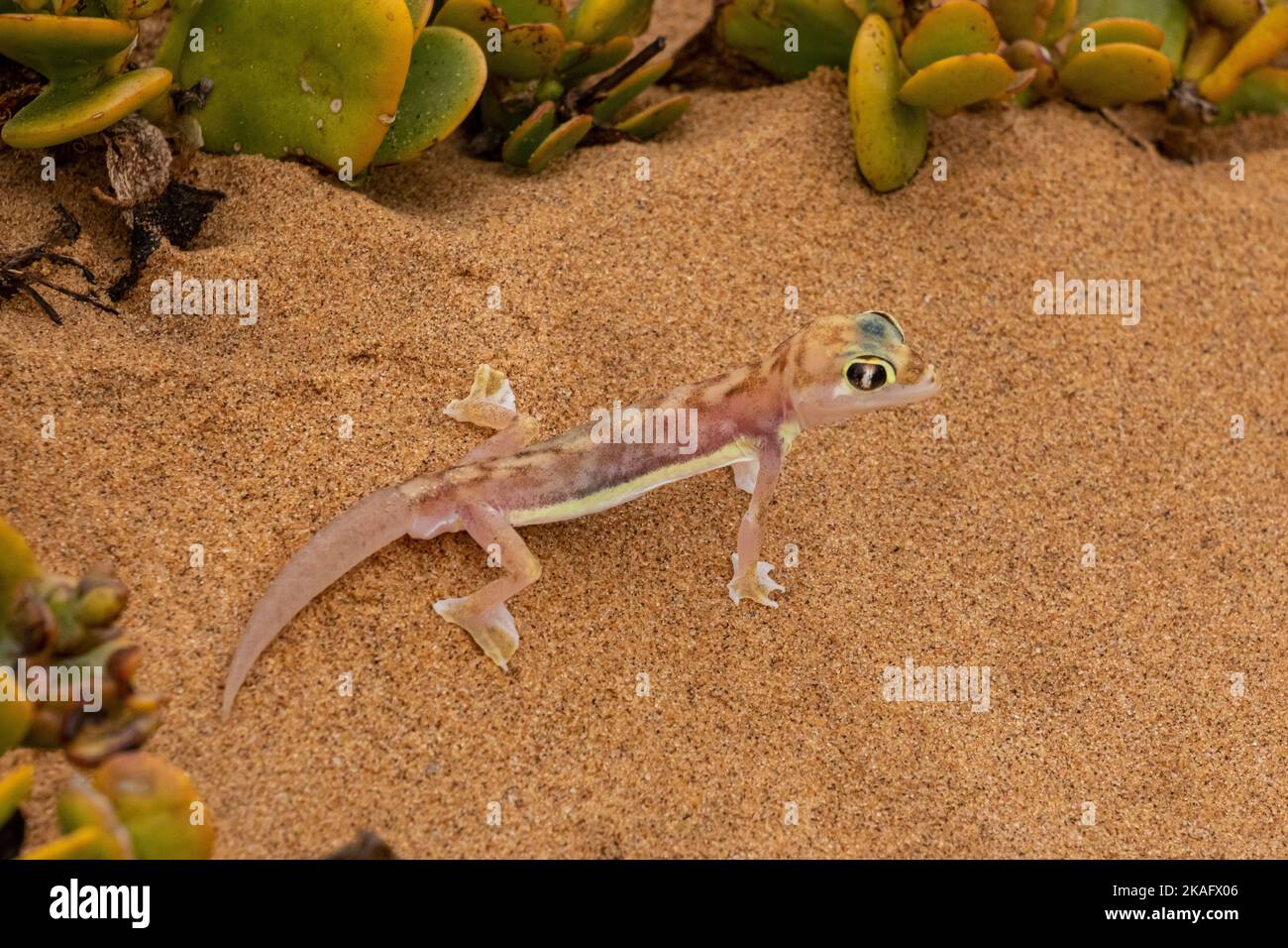 Pachydactylus rangei, der Namib-Sandgecko oder Namib-Webfußgecko Stockfoto