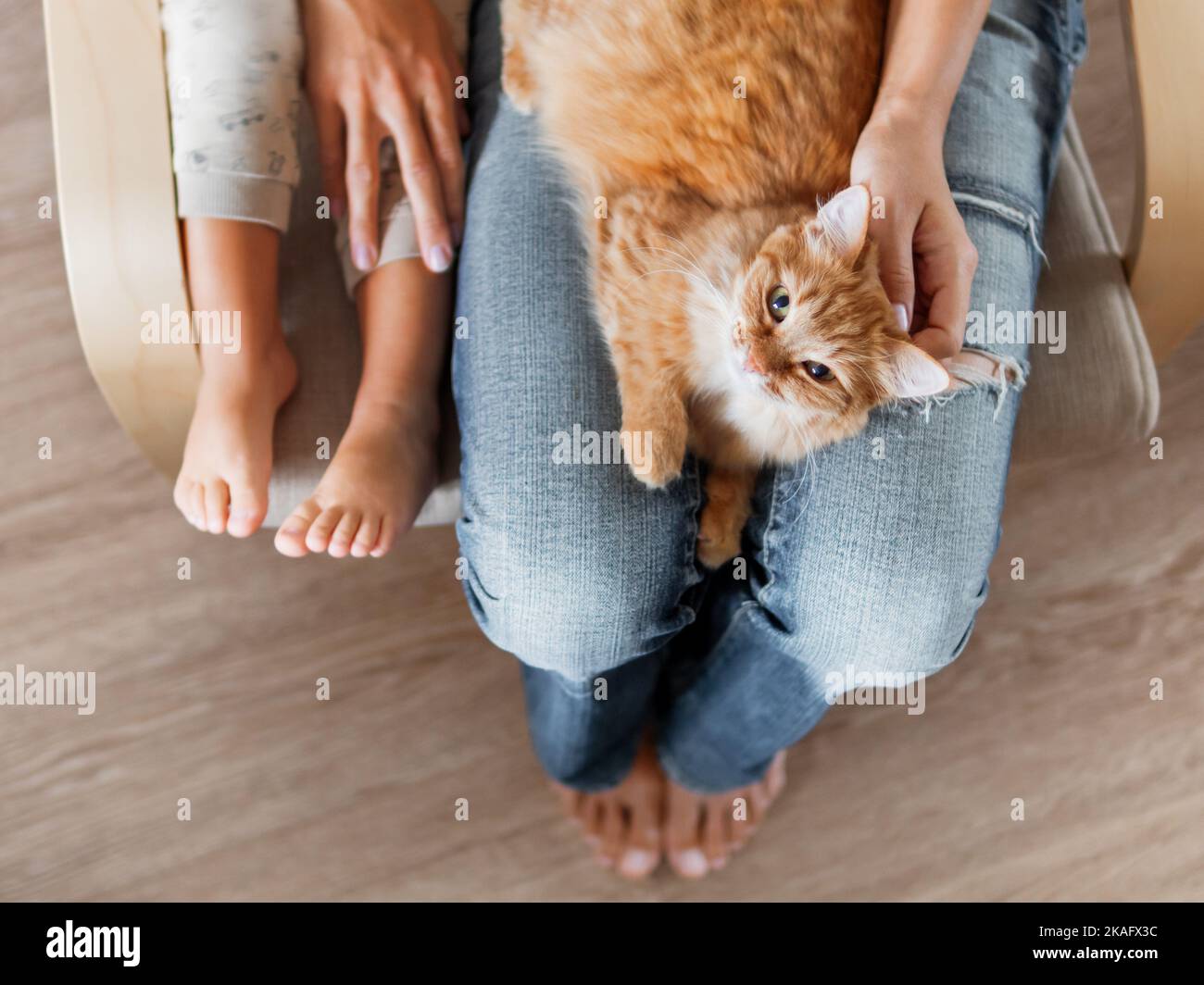 Draufsicht auf niedliche Ingwer-Katze, die auf Knien liegt. Frau in Jeans sitzt auf dem Stuhl mit Kleinkind und mit flauschigen Haustier auf den Knien. Gemütliches Zuhause für Haustiere. Stockfoto