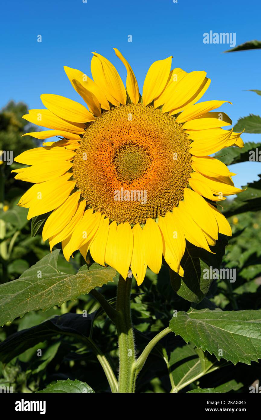 Kopf der Sonnenblume gegen den blauen Himmel - Sommer Stockfoto