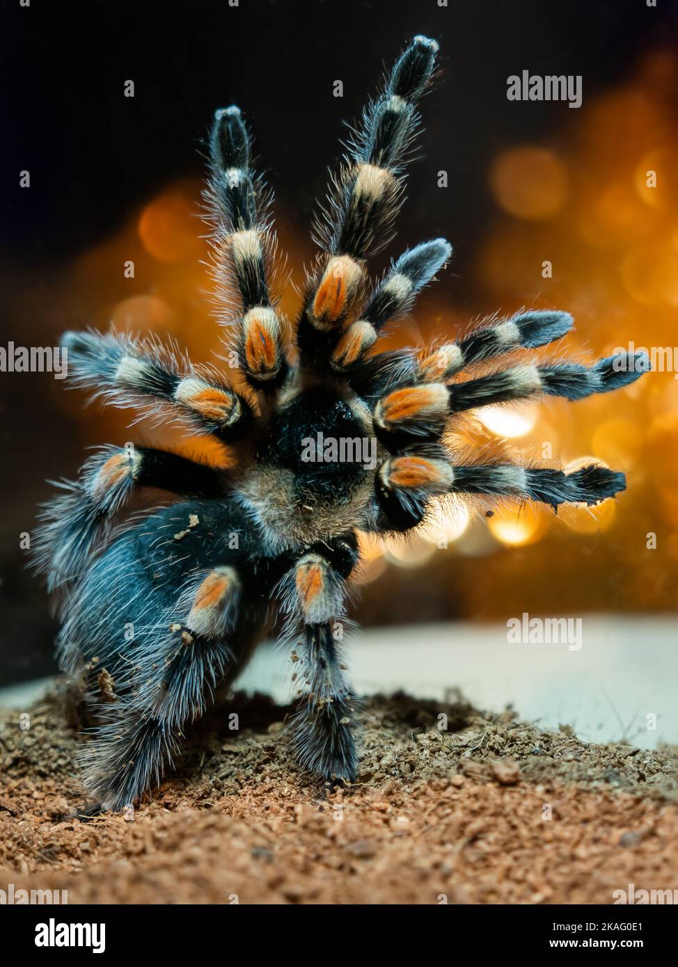 Tarantula-Spinne. Gefährliches Insekt in einem speziellen Terrarium. Stockfoto