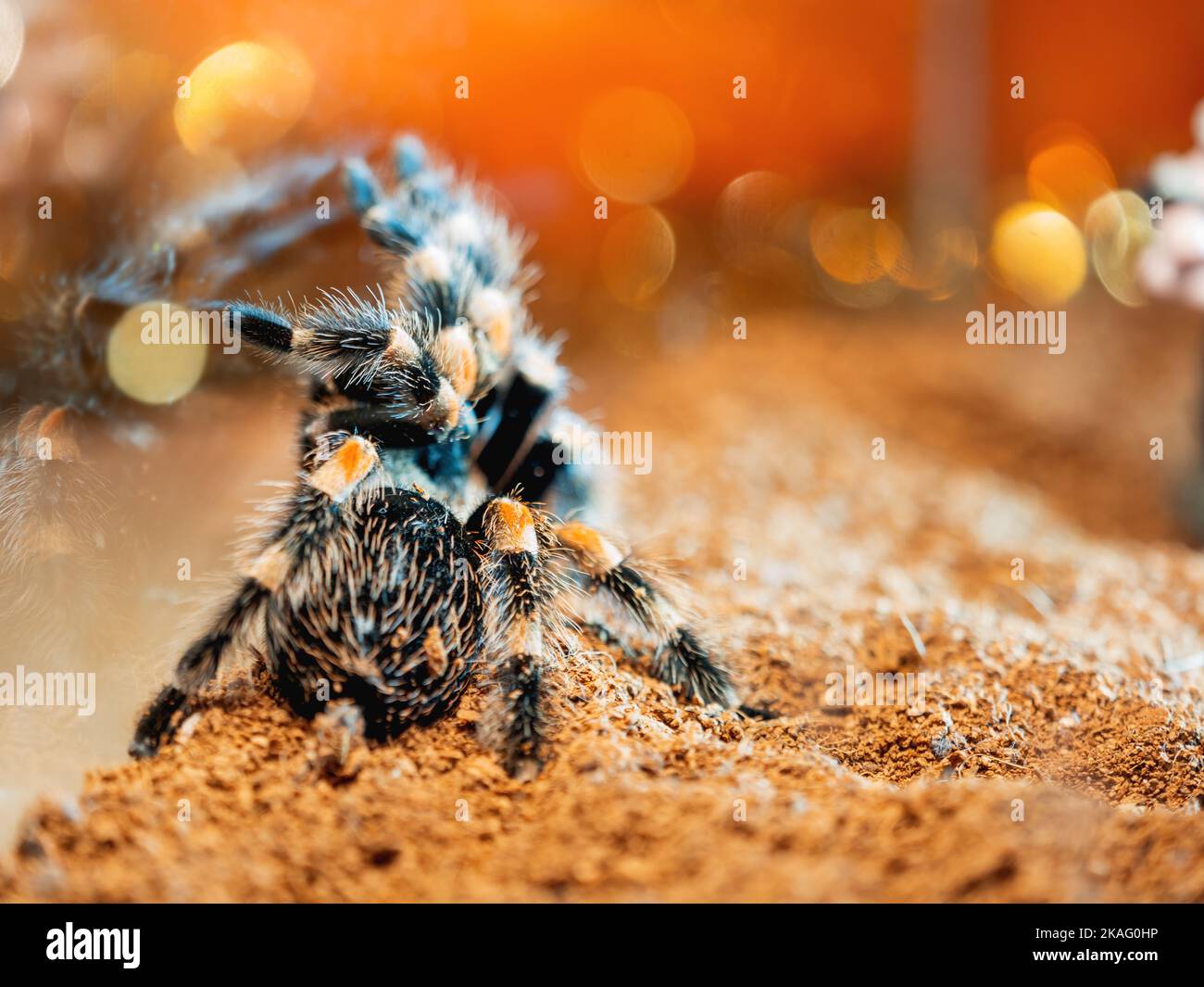 Tarantula-Spinne. Gefährliches Insekt in einem speziellen Terrarium. Stockfoto