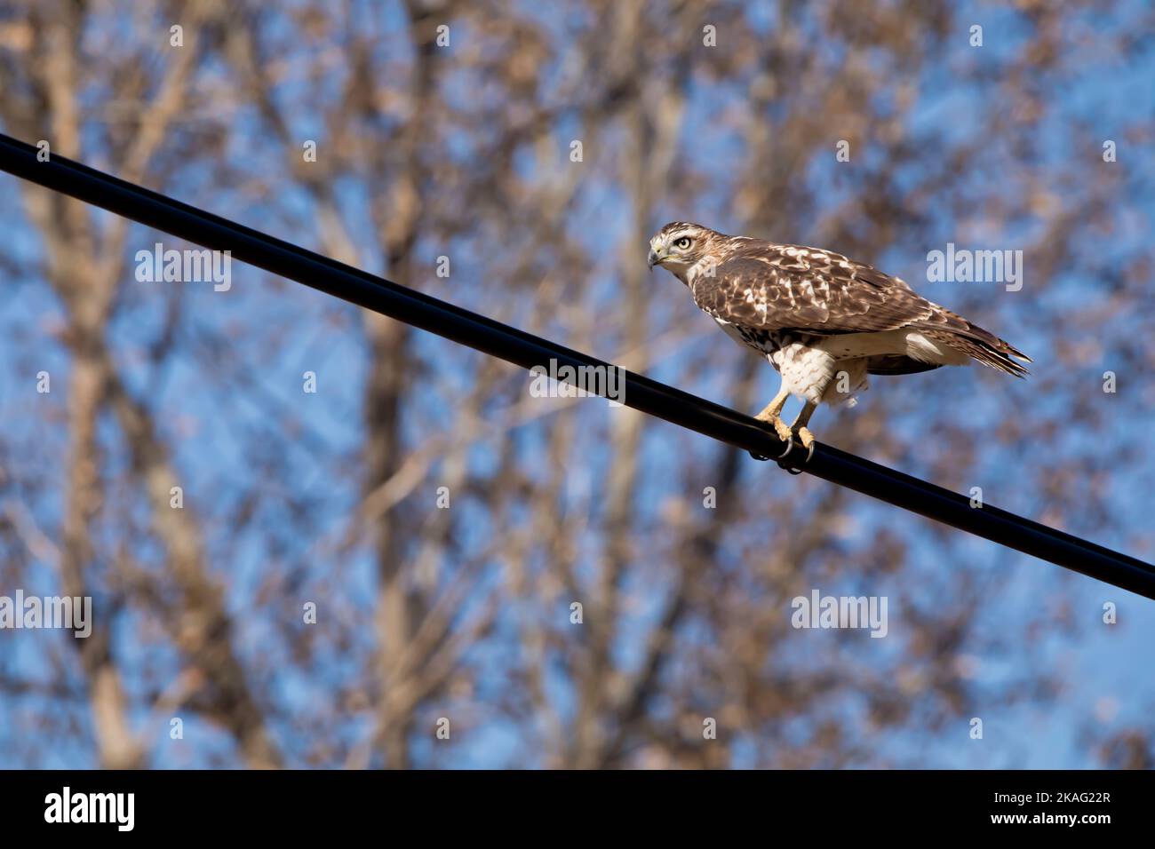 Ein junger Cooper's Hawk, accipiter cooperii, steht an einem Herbsttag in Iowa auf einem Draht mit verschwommenen Bäumen im Hintergrund. Stockfoto