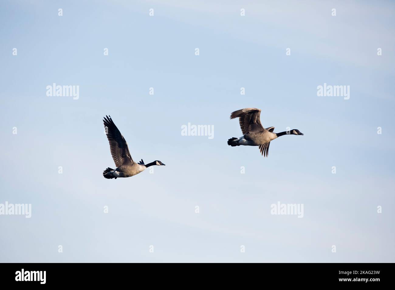 Zwei Landgänse, Branta canadensis, fliegen an einem Herbsttag in Iowa in einem klaren blauen Himmel. Stockfoto
