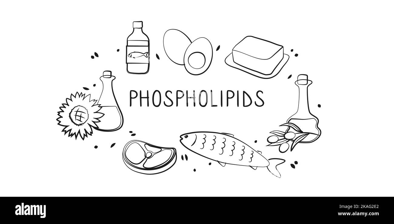 Phospholipide enthaltende Lebensmittel. Gruppen von gesunden Lebensmitteln mit Vitaminen und Mineralstoffen. Set aus Obst, Gemüse, Fleisch, Fisch und Milchprodukten. Stock Vektor