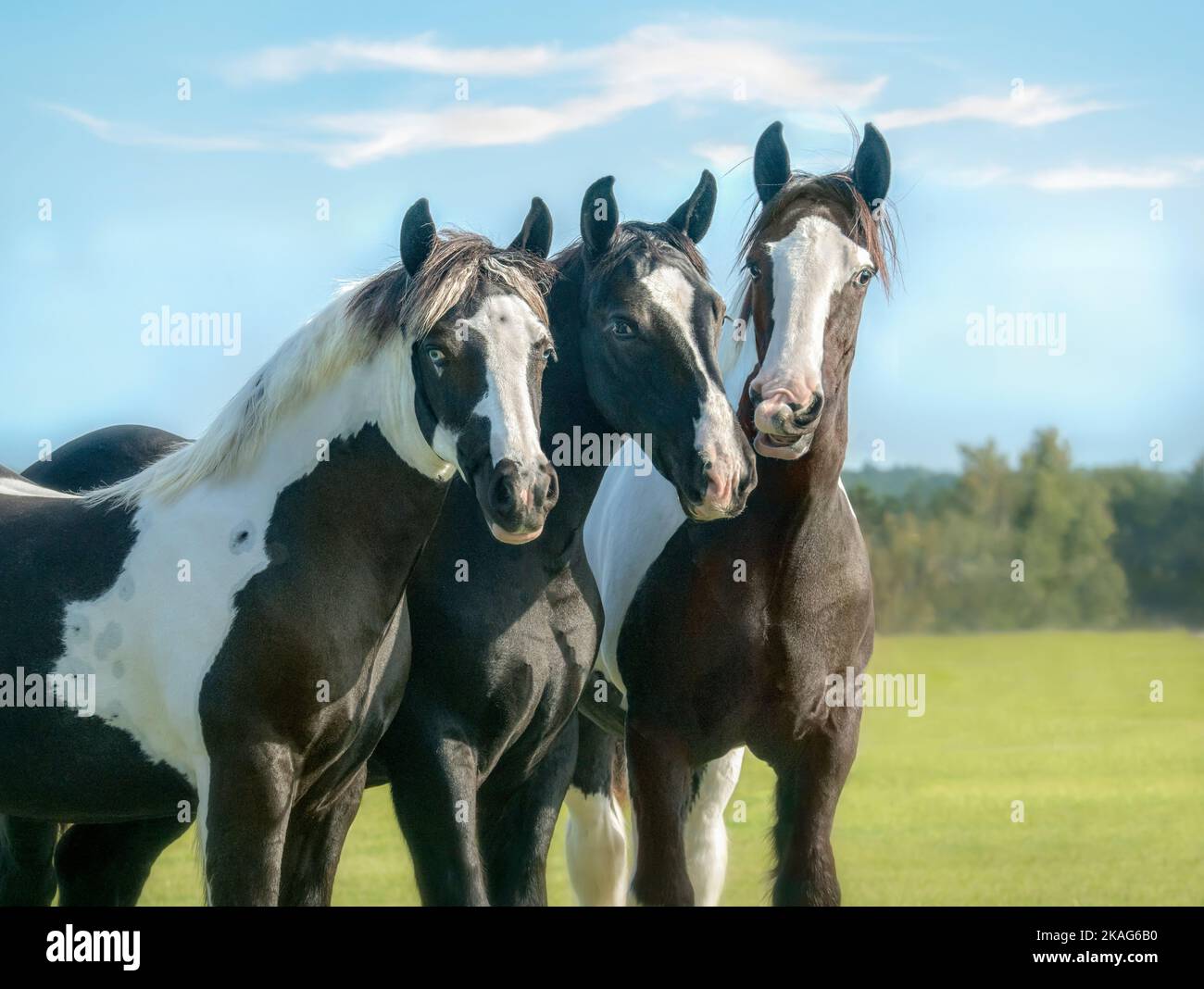 Drei junge Gypsy Vanner Pferde drängten sich eng zusammen Stockfoto