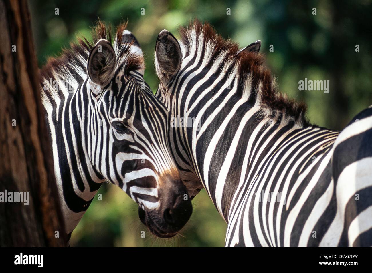 Ein Paar kaiserlicher Zebras gesellt sich Stockfoto