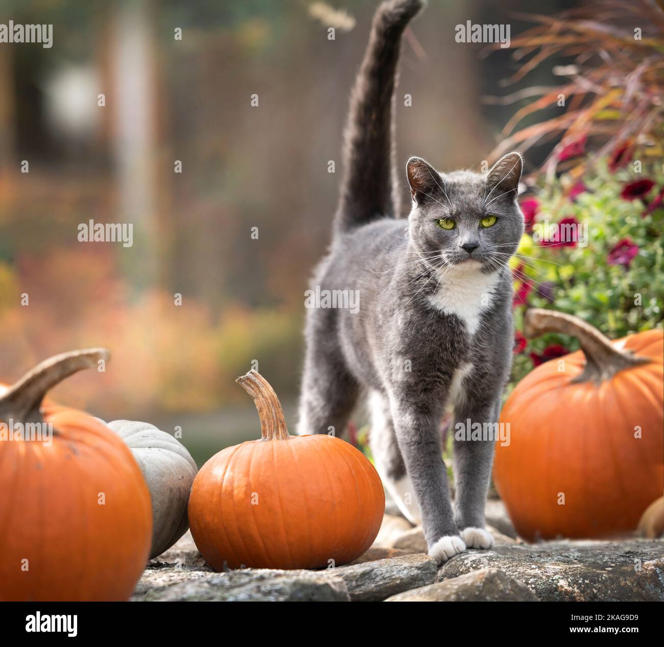 Graue Tuxedo-Katze, die auf einer Steinwand mit orangefarbenen Kürbissen steht Stockfoto