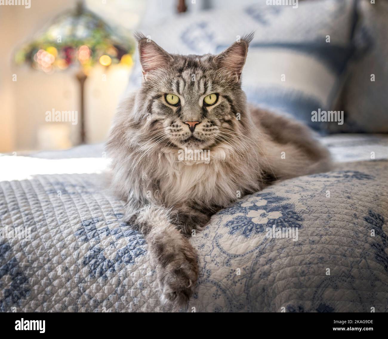 Erwachsene männliche Maine Coon Katze liegt auf dem Bett Stockfoto