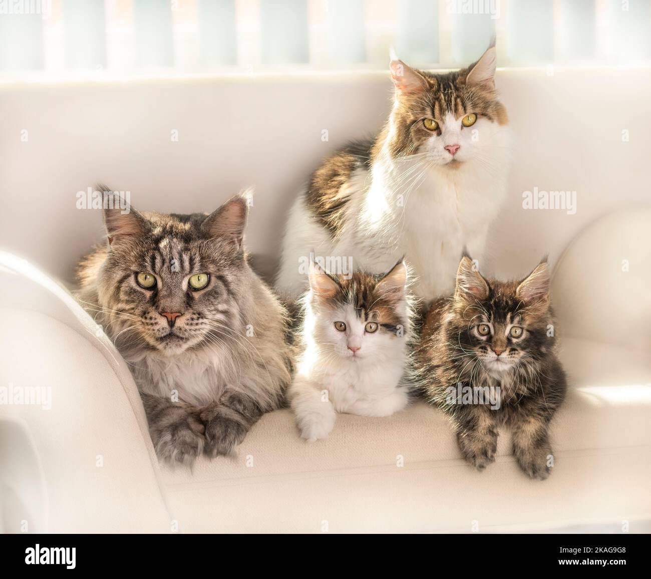 Maine Coon Katze männlich & weiblich Erwachsene und Kätzchen Stockfoto