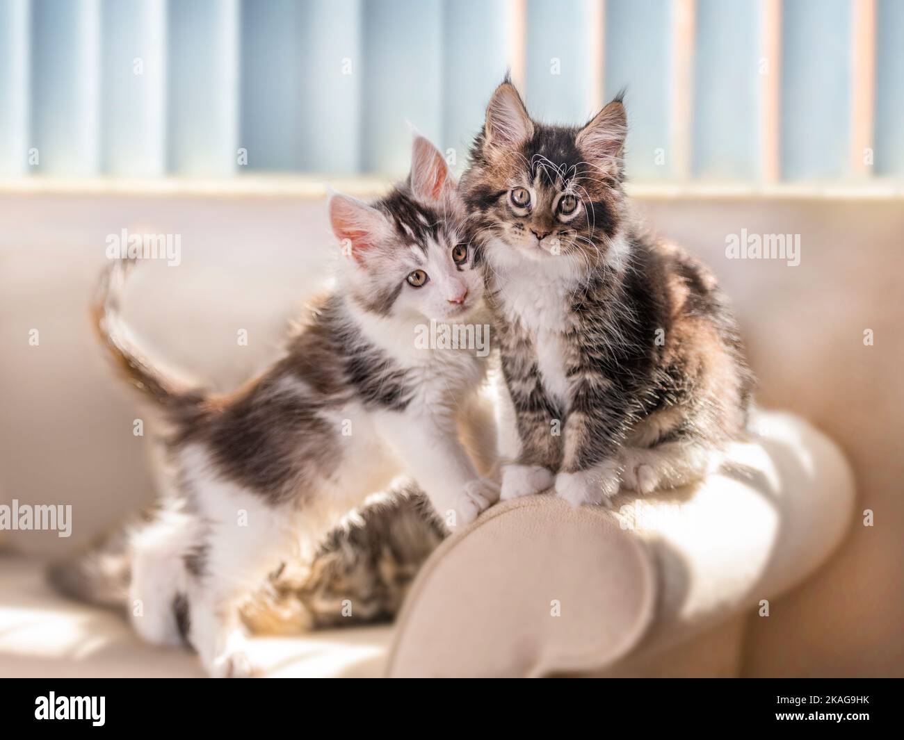 Zwei Maine Coon Cat Kätzchen, 9 Wochen alt, saßen am Fenster auf dem Sofa Stockfoto