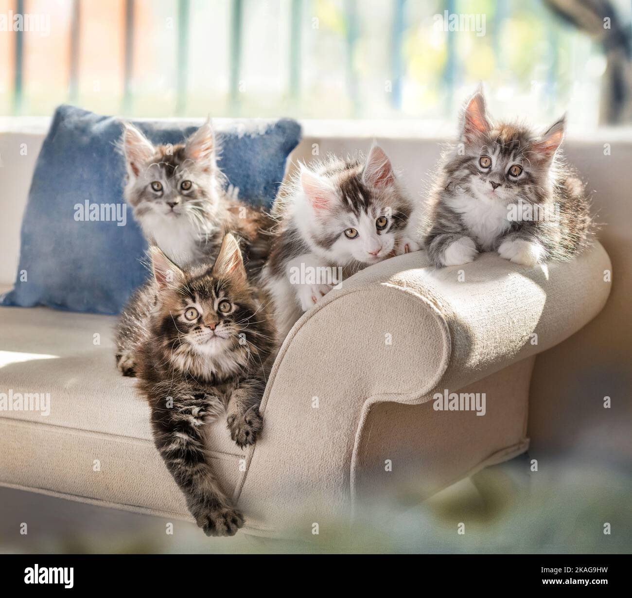 Maine Coon Cat Kätzchen, 9 Wochen alt, saßen auf dem Sofa am Fenster Stockfoto