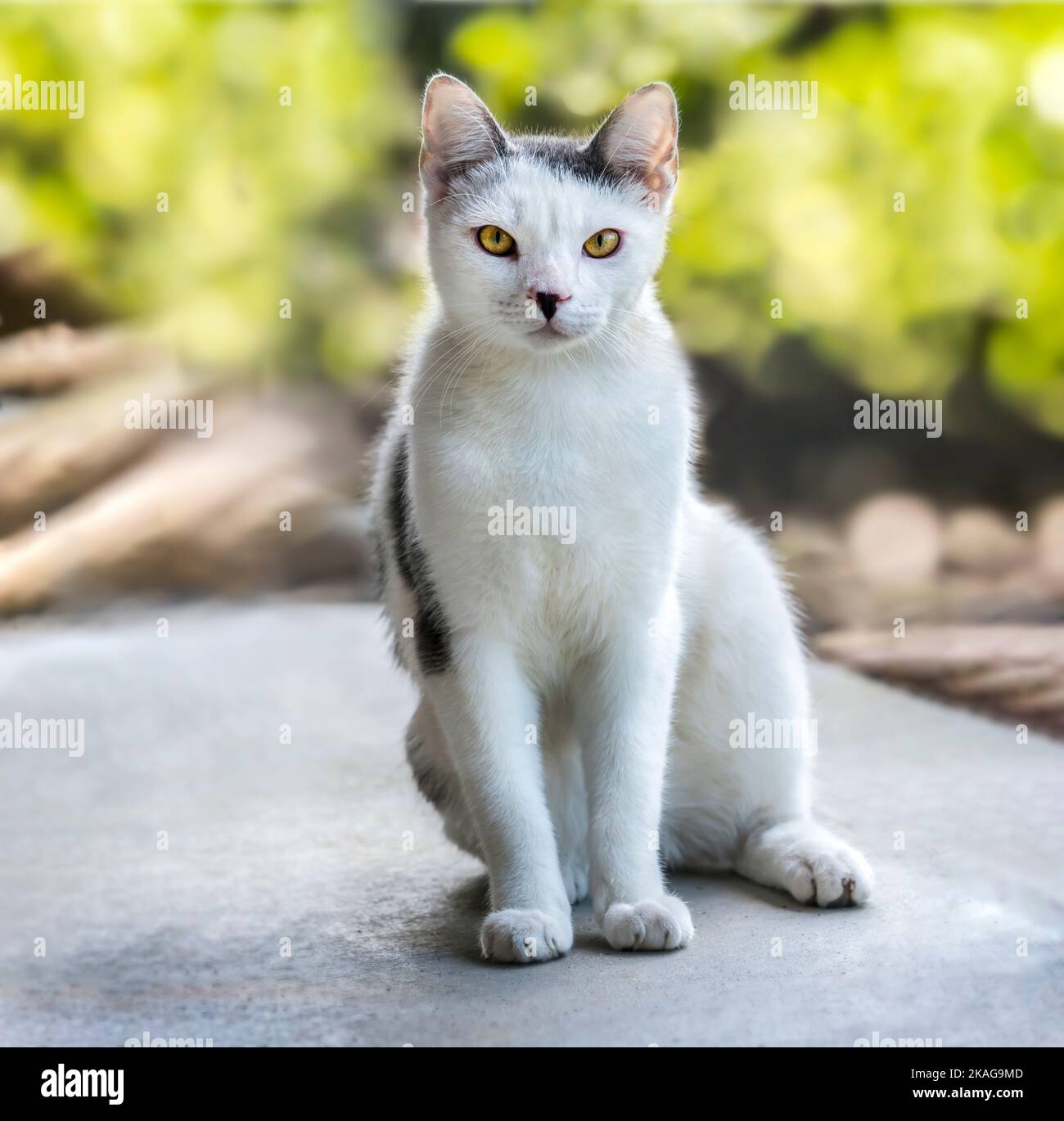 American Short Hair Calico Katze sitzt auf Terrasse Boden Stockfoto
