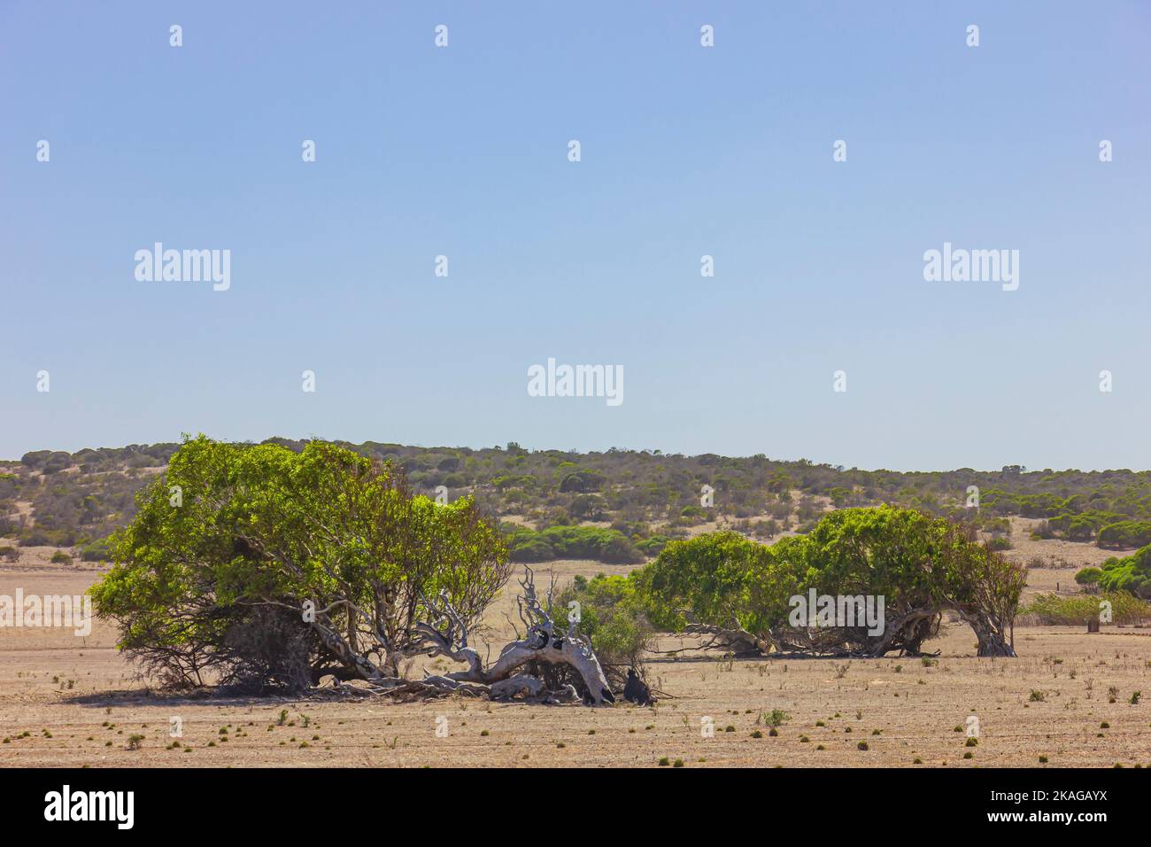 Schiefe Tresse von Greenough in Western Australia, Australien. Stockfoto