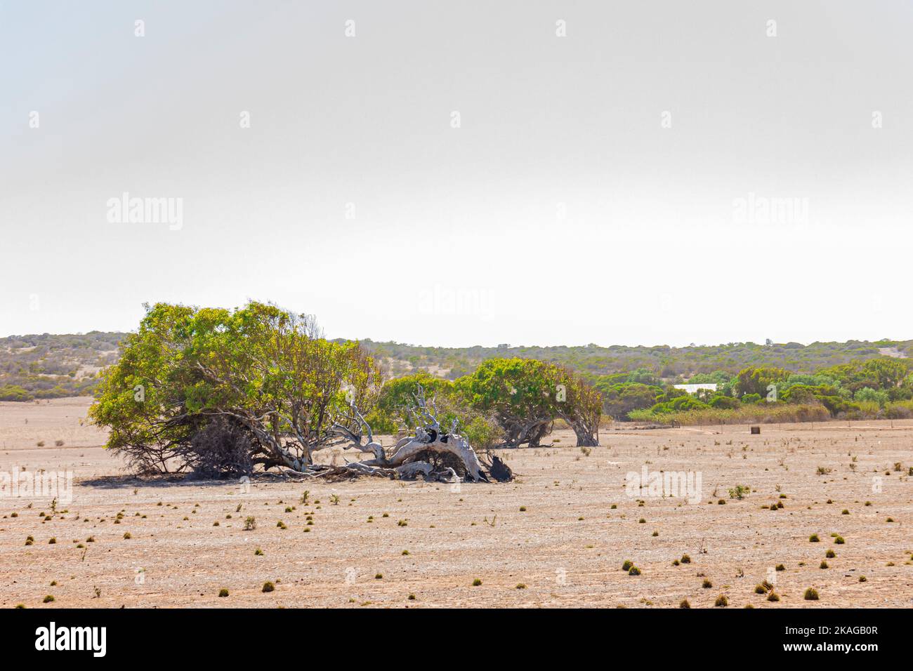 Schiefe Tresse von Greenough in Western Australia, Australien. Stockfoto
